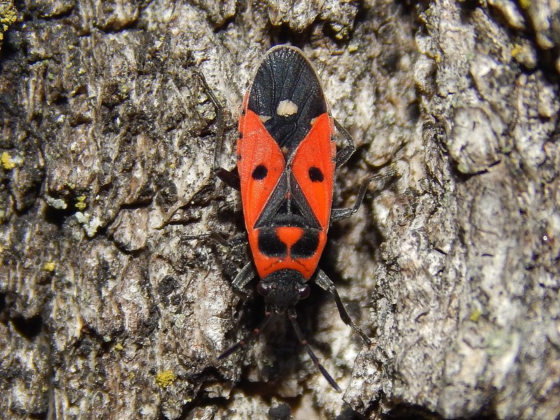 Lygaeidae: Melanocoryphus albomaculatus della Lombardia (MI)